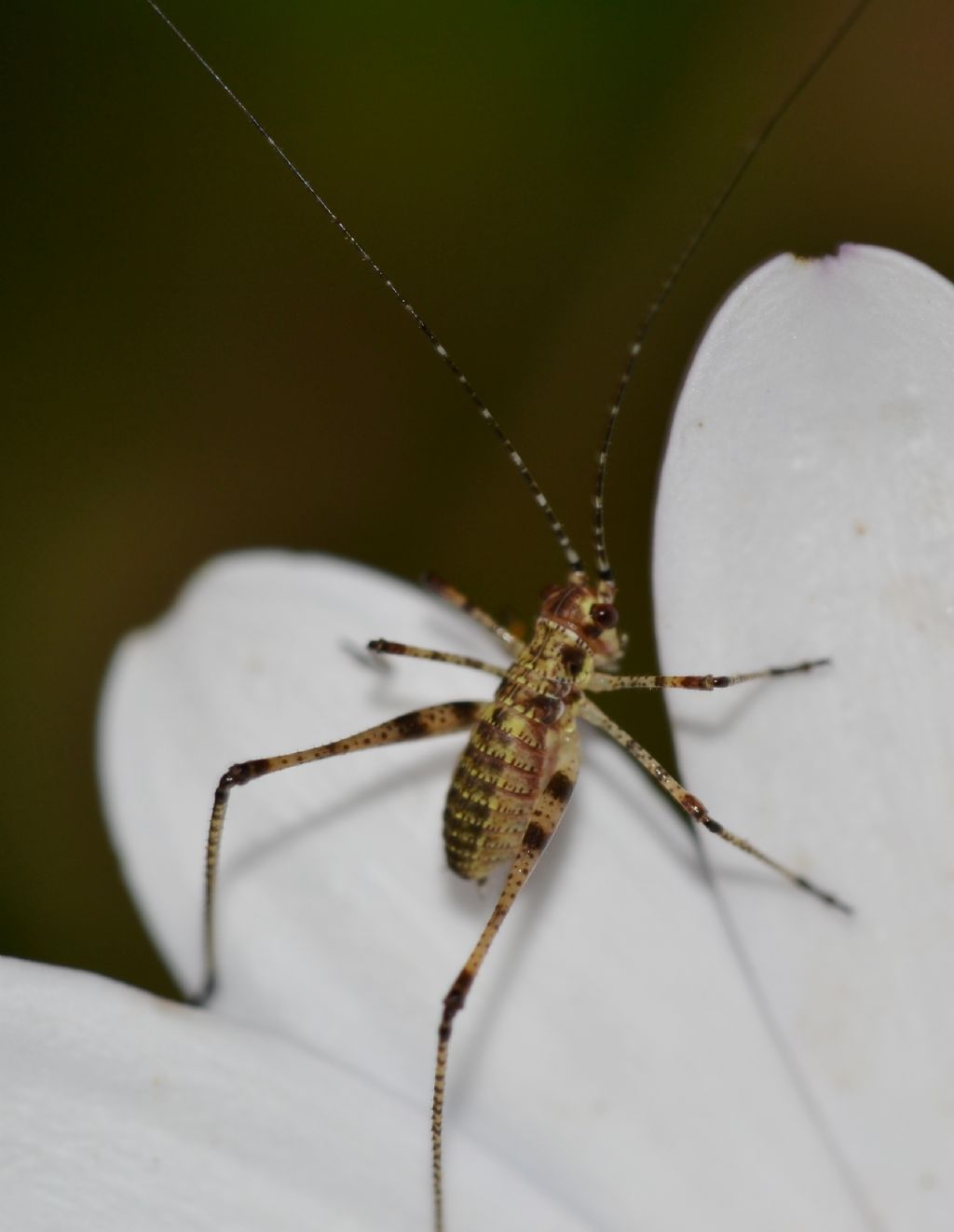 Neanide e ninfa di Phaneroptera sp.